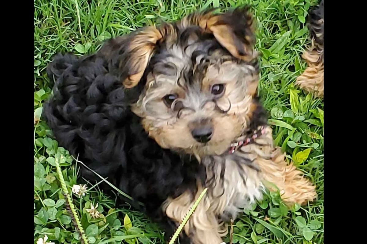 Yorkshire Terrier Puppies breeder image 10