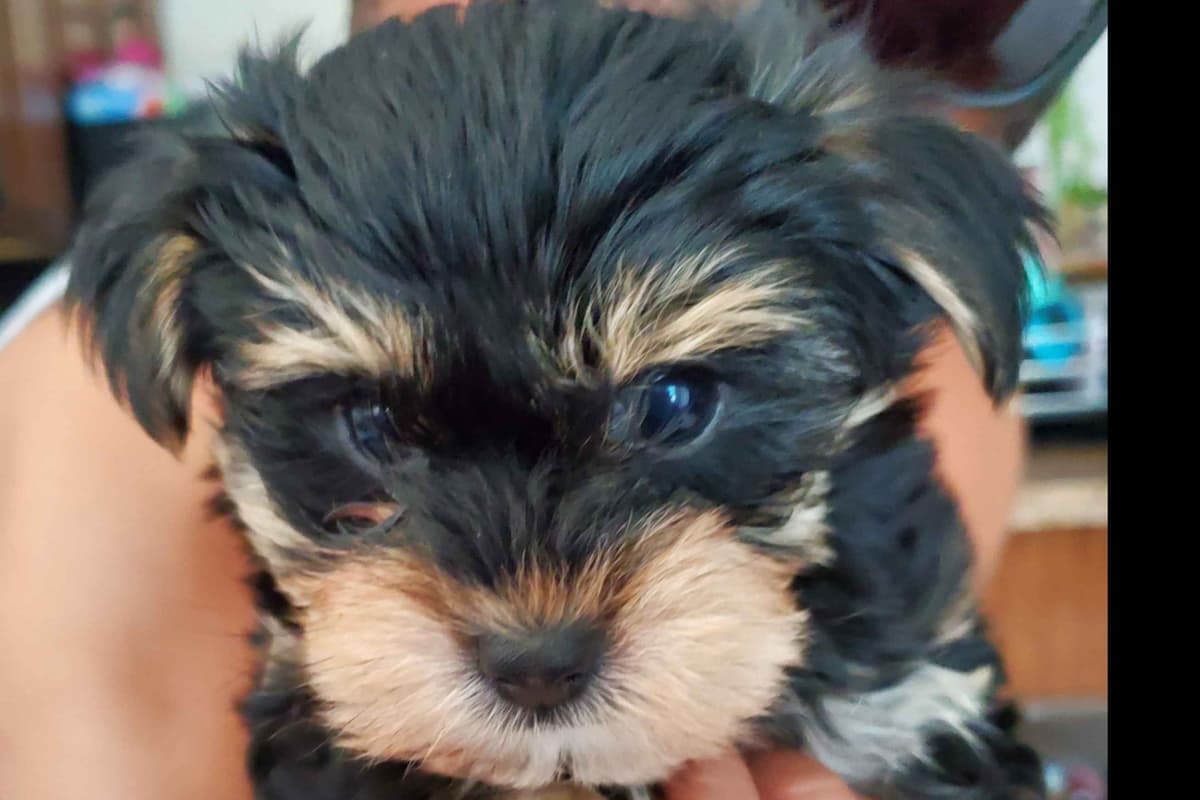 Yorkshire Terrier Puppies breeder image 14