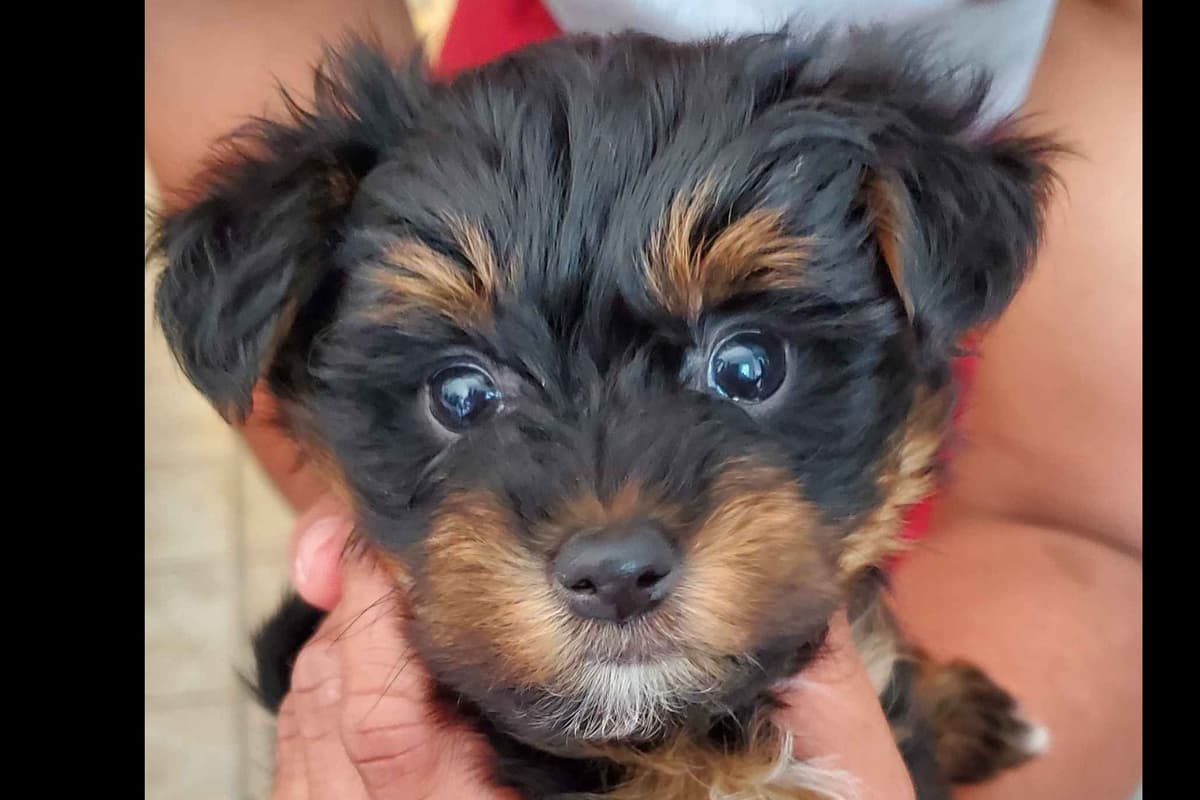 Yorkshire Terrier Puppies breeder image 16