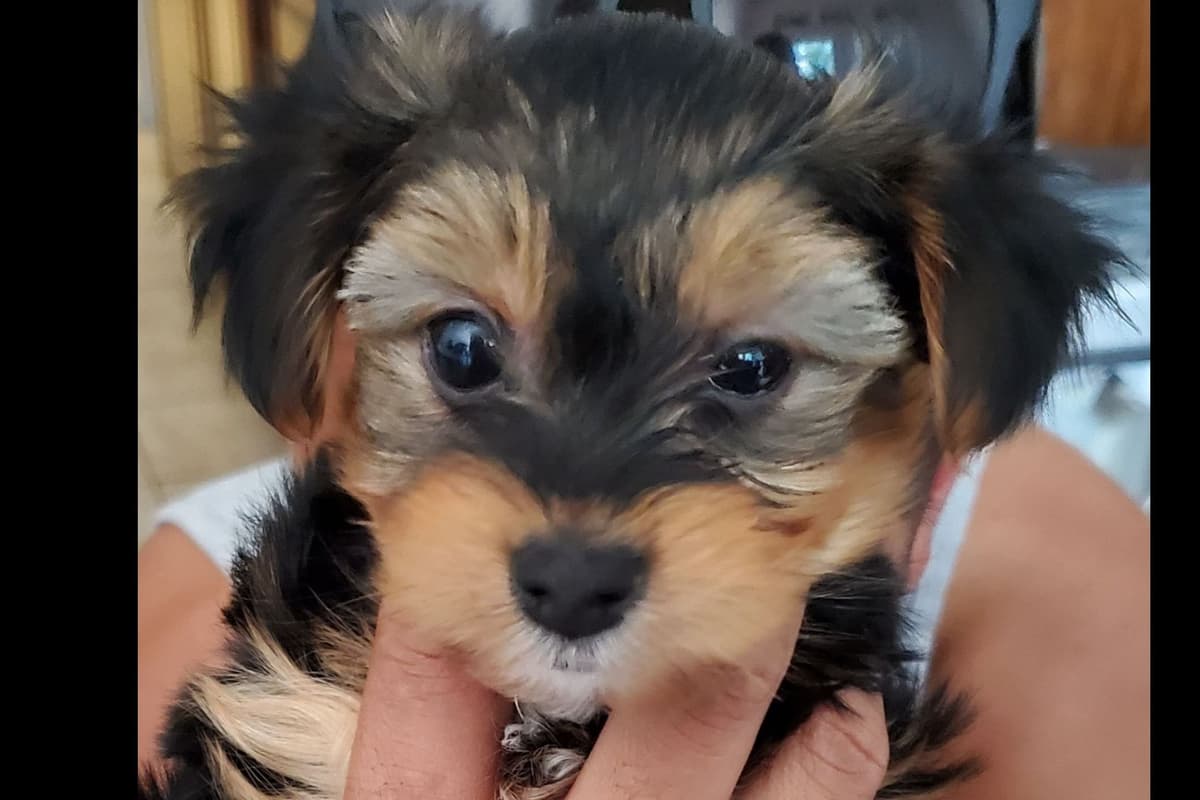 Yorkshire Terrier Puppies breeder image 17