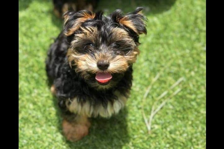 Yorkshire Terrier Puppies breeder image 15