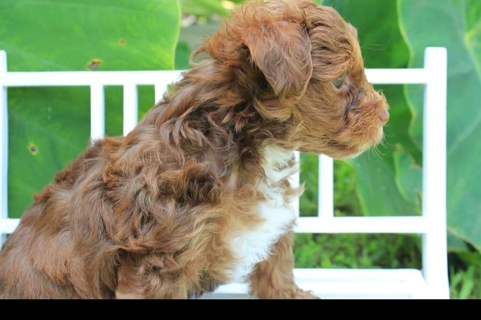 Yorkshire Terrier Puppies breeder image 19
