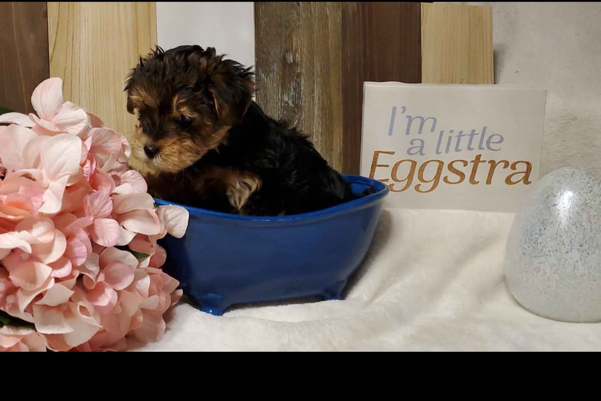 Yorkshire Terrier Puppies breeder image 12