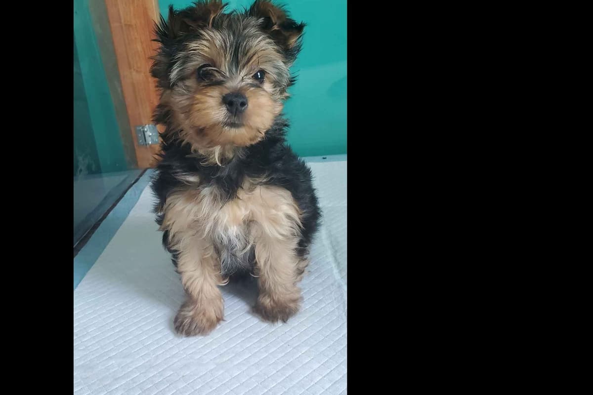 Yorkshire Terrier Puppies breeder image 20