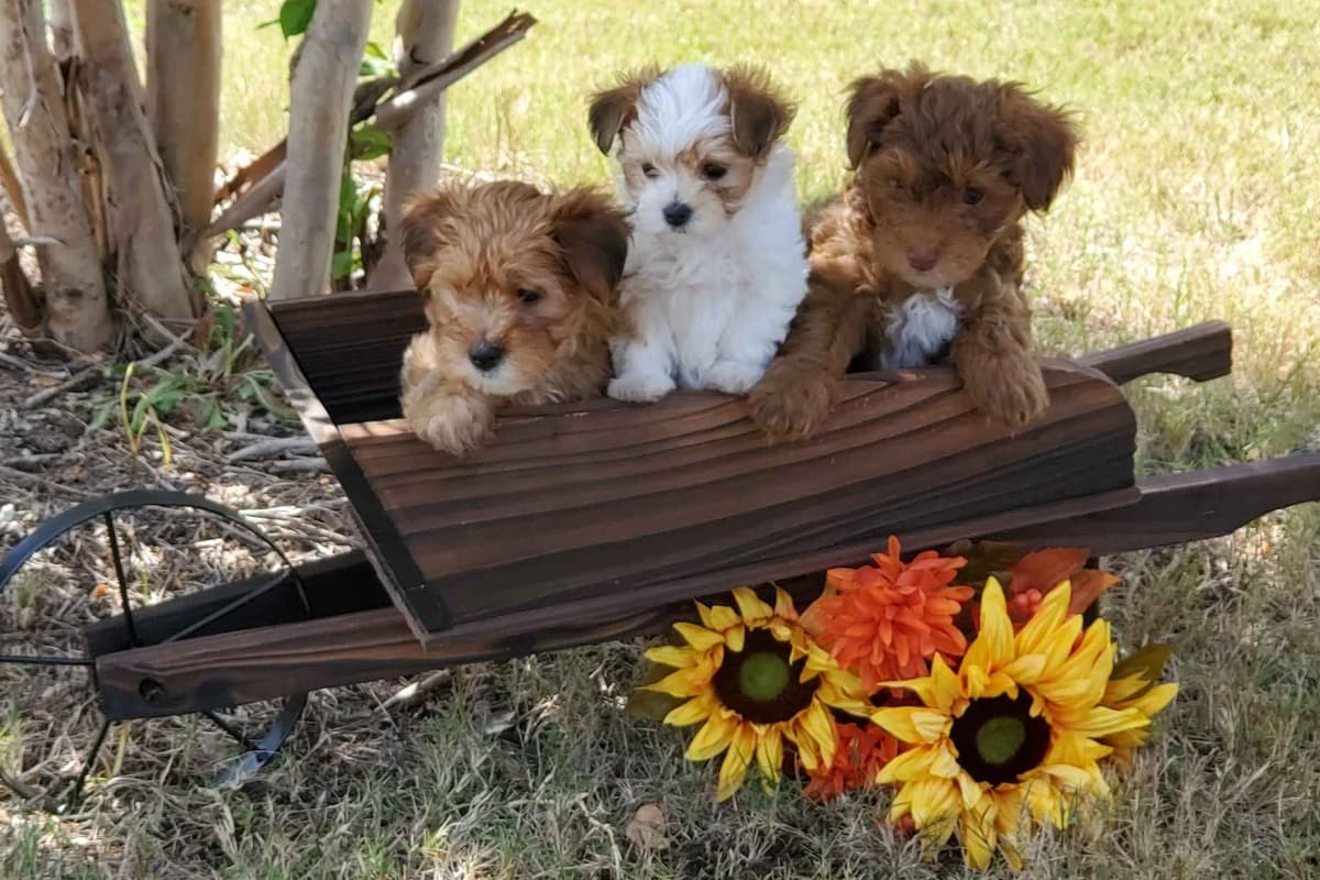 Yorkshire Terrier Puppies breeder image 11
