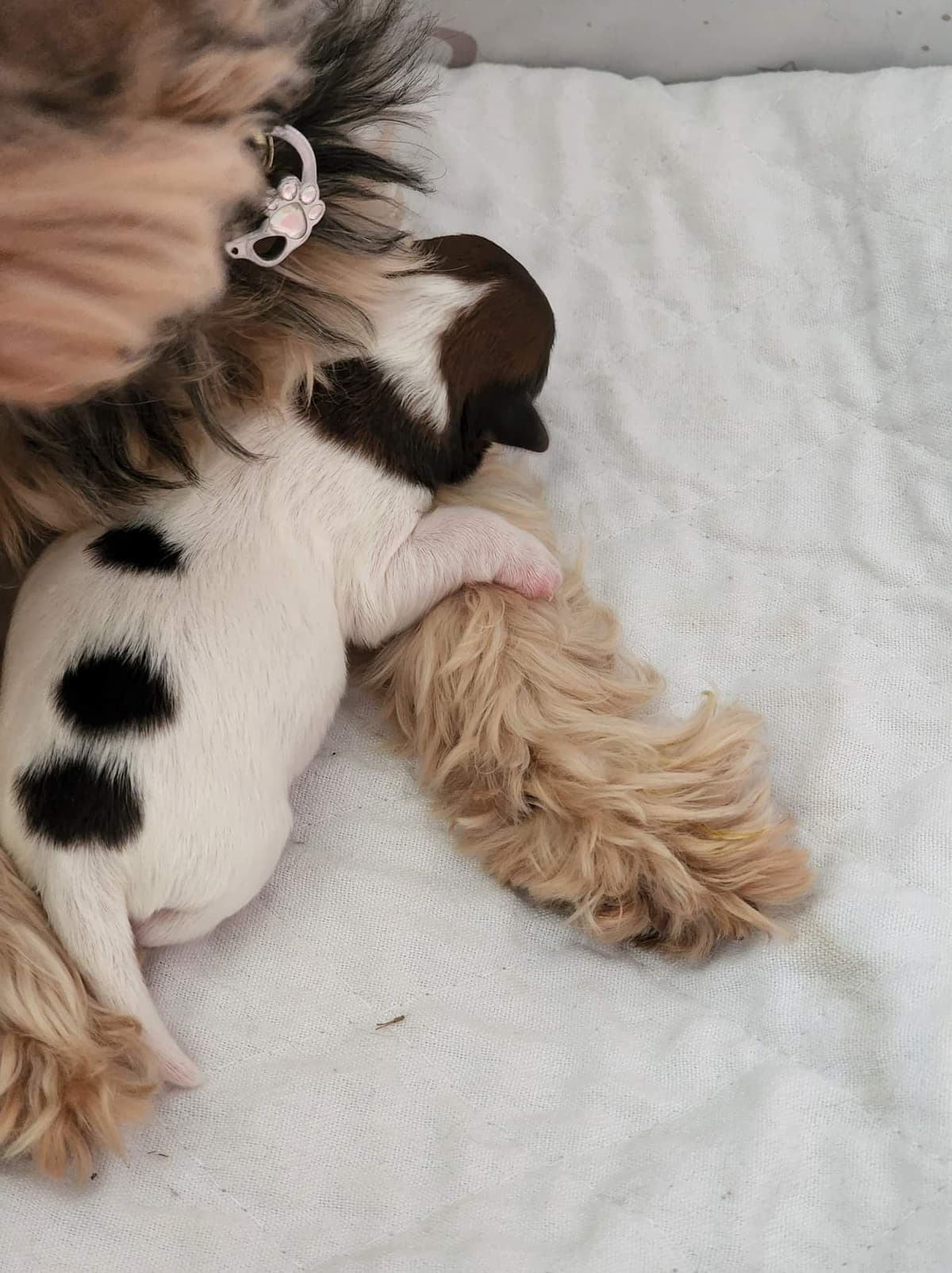 Yorkshire Terrier Puppies breeder image 21