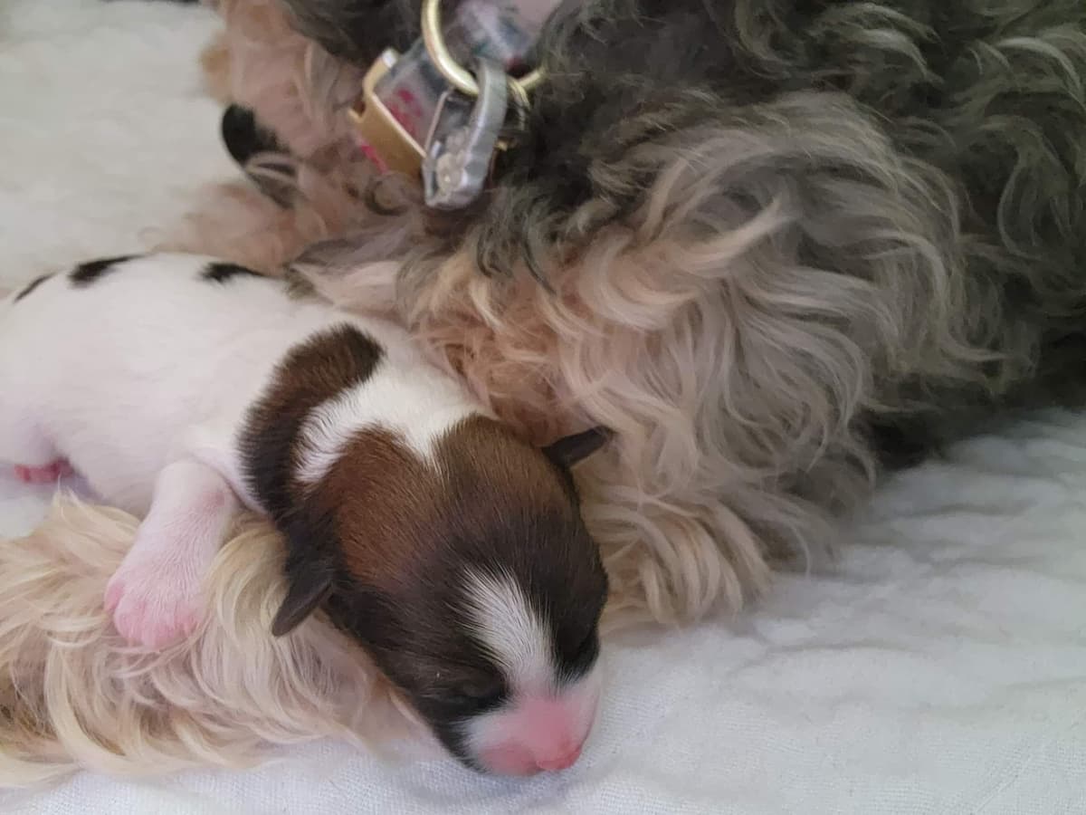 Yorkshire Terrier Puppies breeder image 22