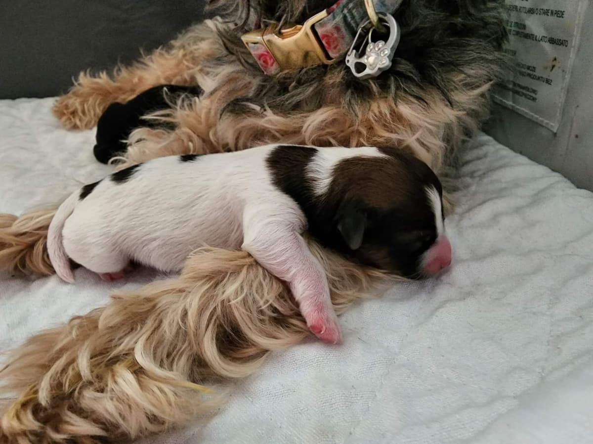 Yorkshire Terrier Puppies breeder image 23