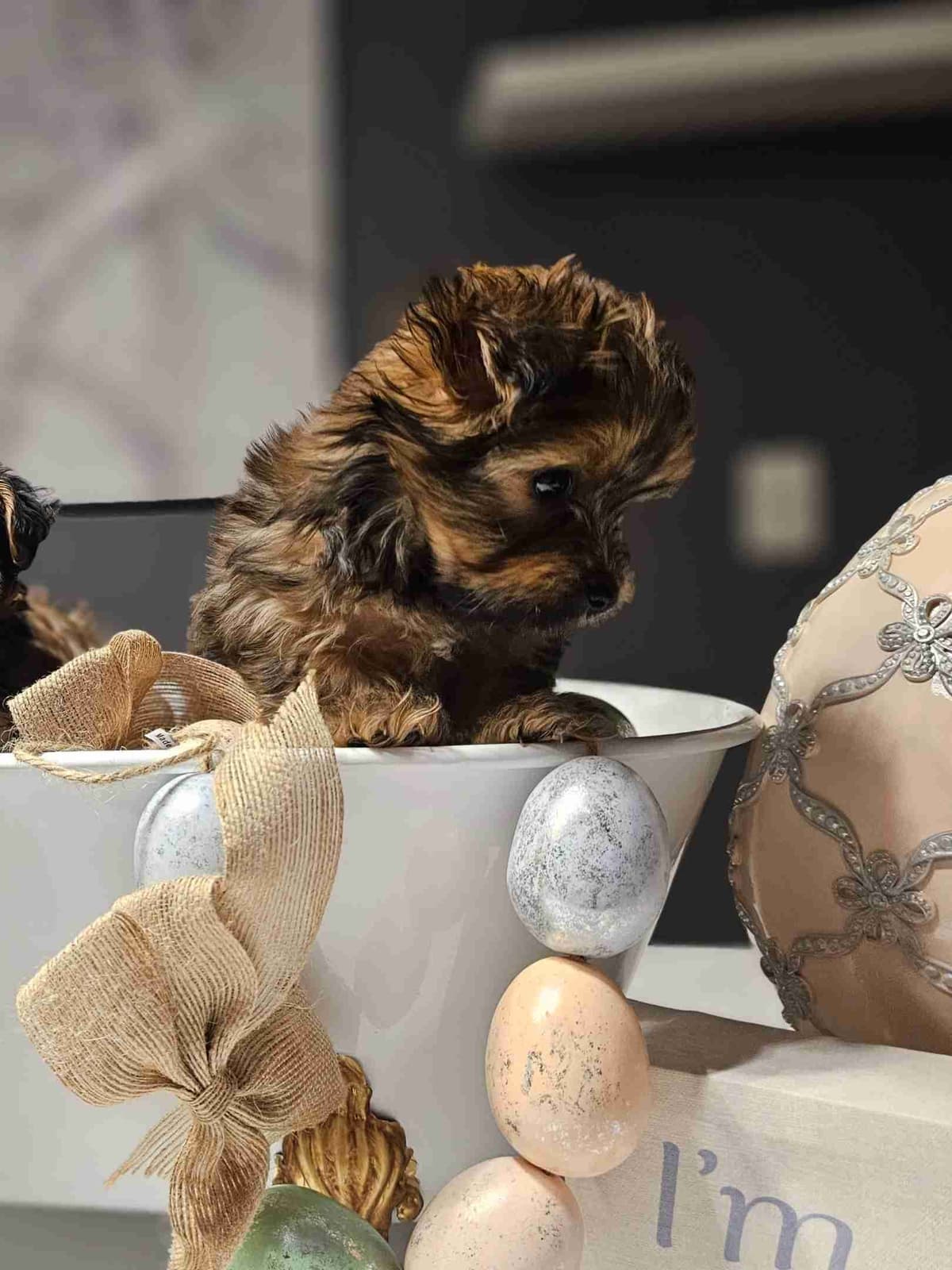 Yorkshire Terrier Puppies breeder image 6