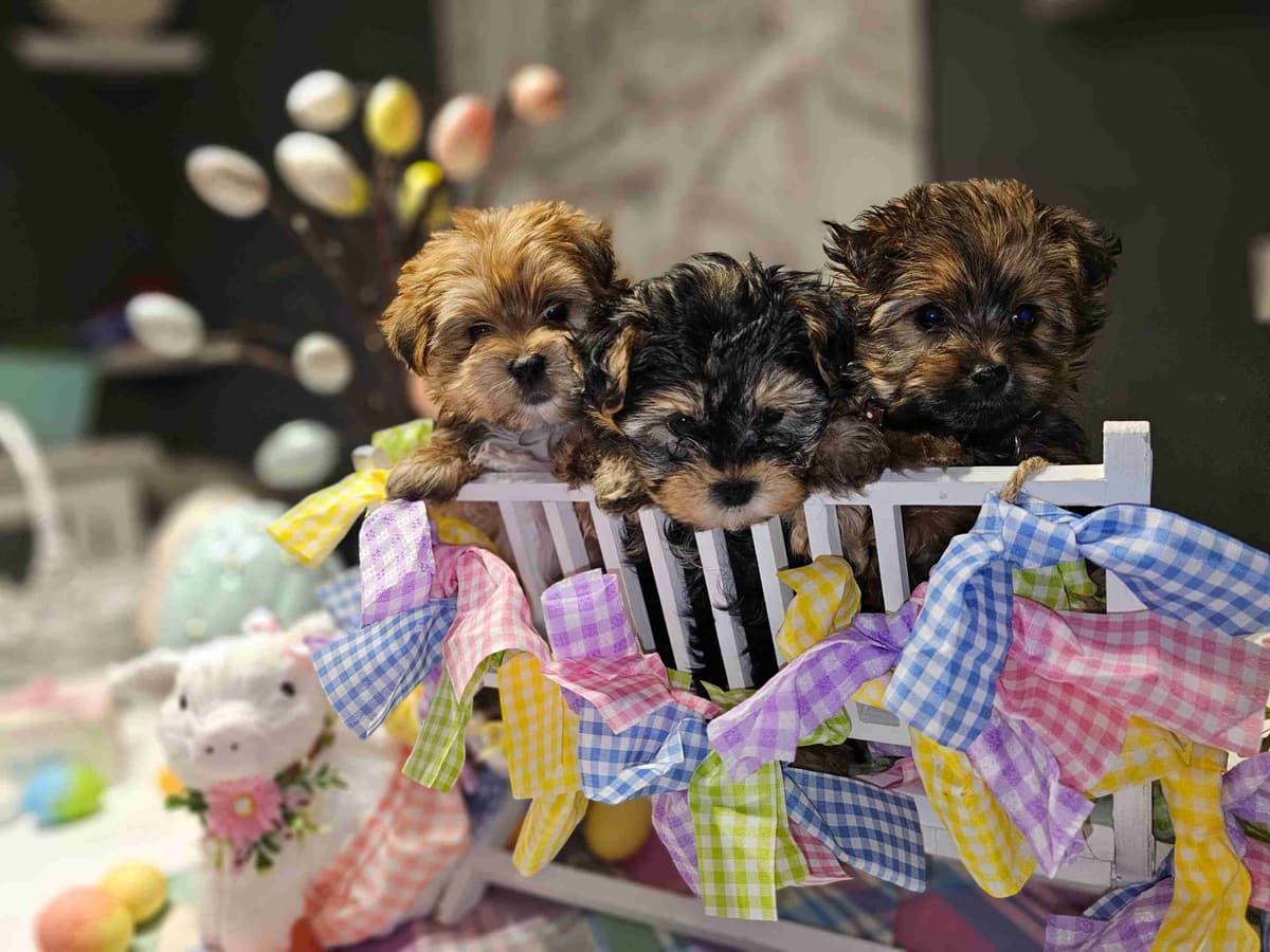Yorkshire Terrier Puppies breeder image 8