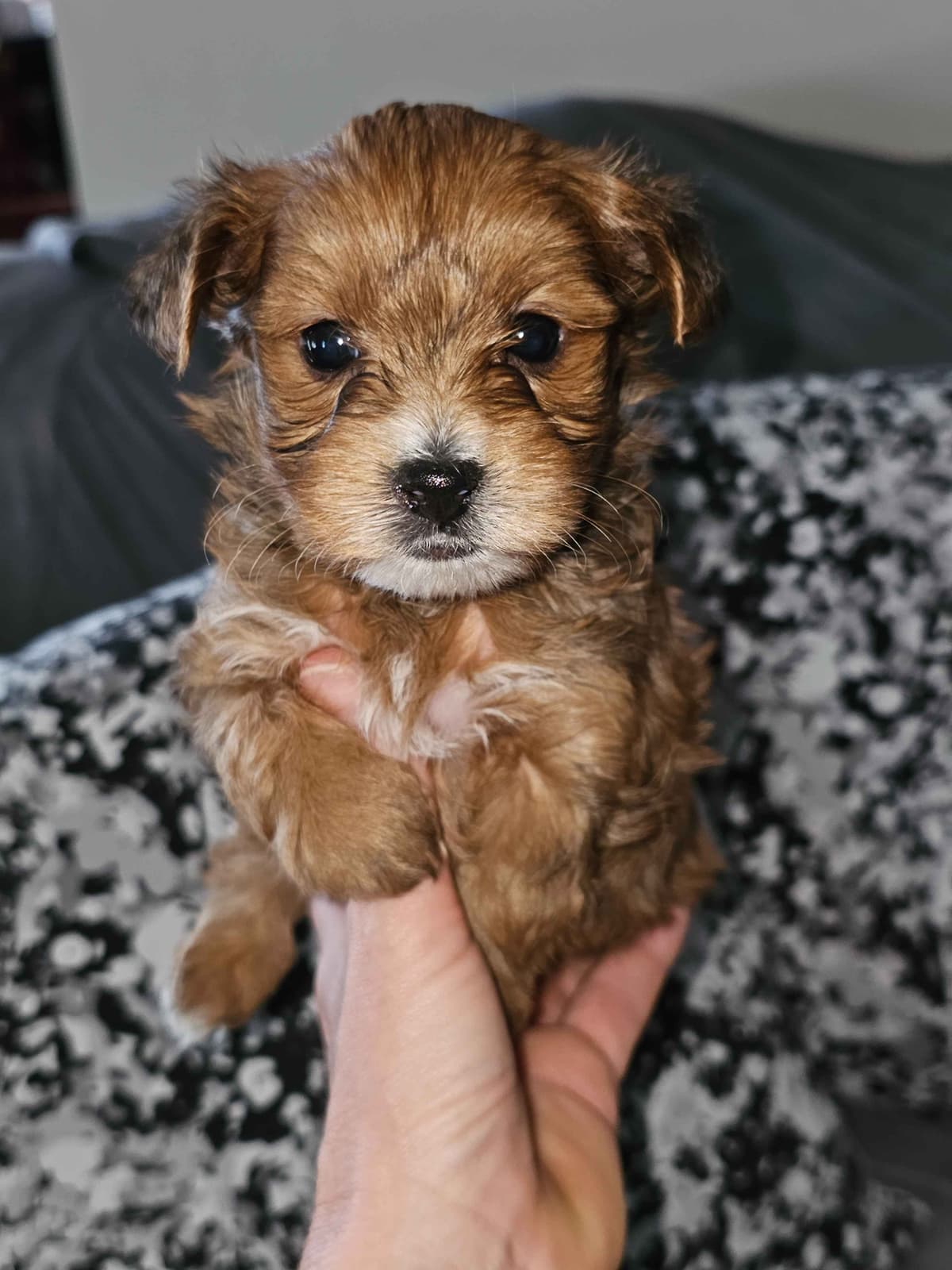 Yorkshire Terrier Puppies breeder image 25