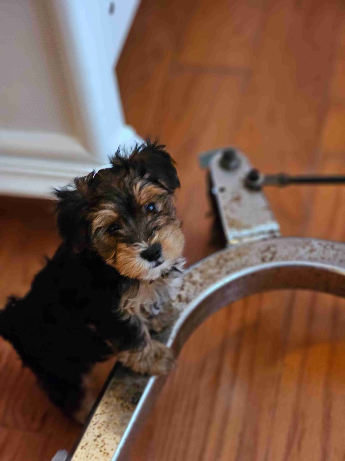 Yorkshire Terrier Puppies breeder image 24