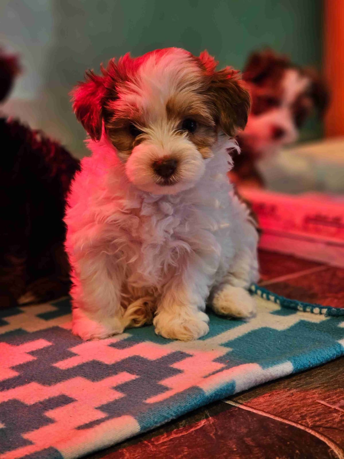 Yorkshire Terrier Puppies breeder image 26