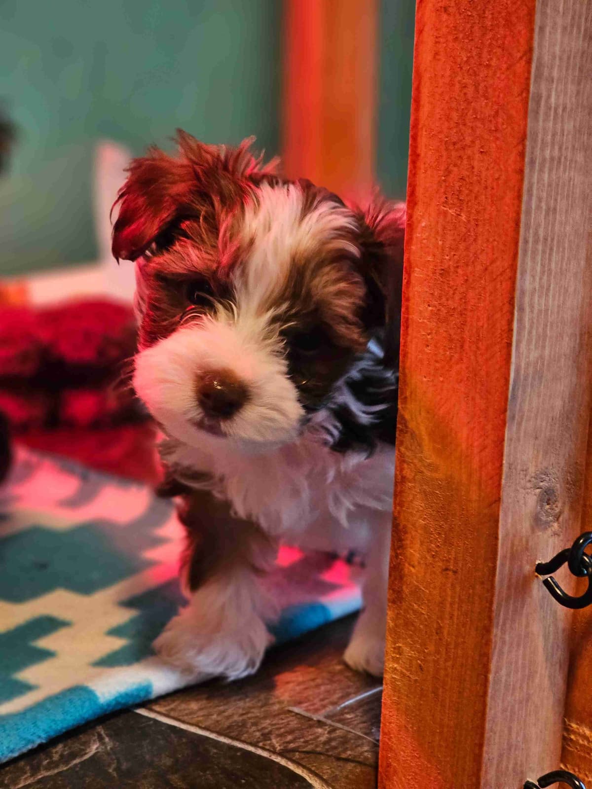 Yorkshire Terrier Puppies breeder image 28