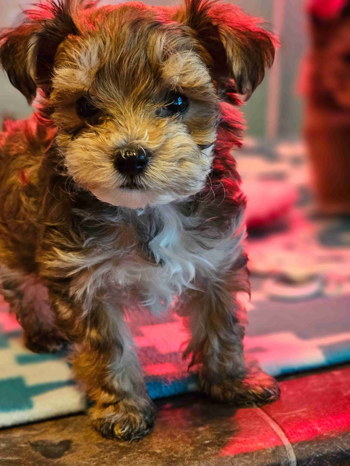 Yorkshire Terrier Puppies breeder image 27