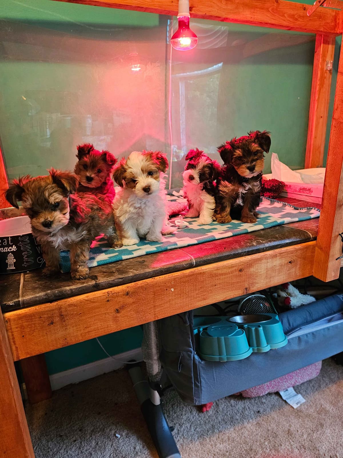 Yorkshire Terrier Puppies breeder image 29