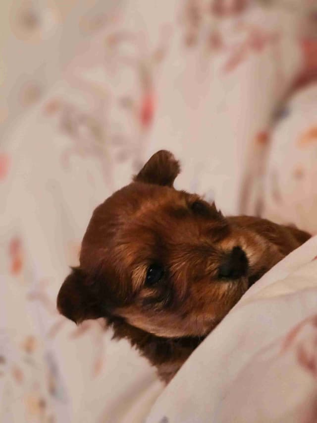 Yorkshire Terrier Puppies media 2