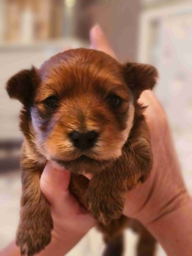 Yorkshire Terrier Puppies media 4