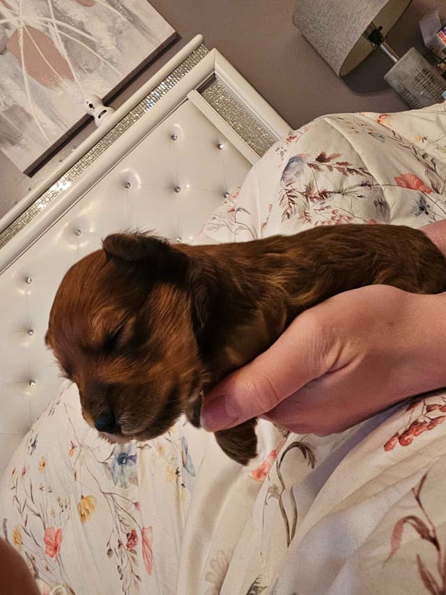 Yorkshire Terrier Puppies media 5
