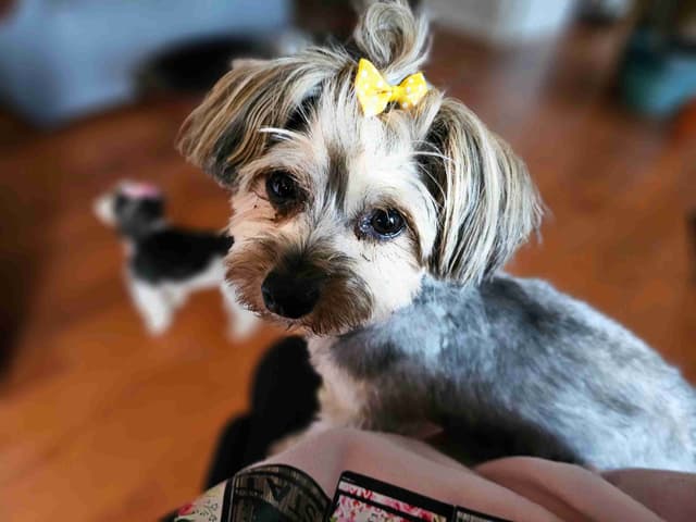 Yorkshire Terrier Puppies media 7