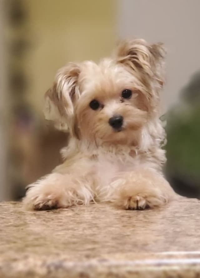 Yorkshire Terrier Puppies media 6