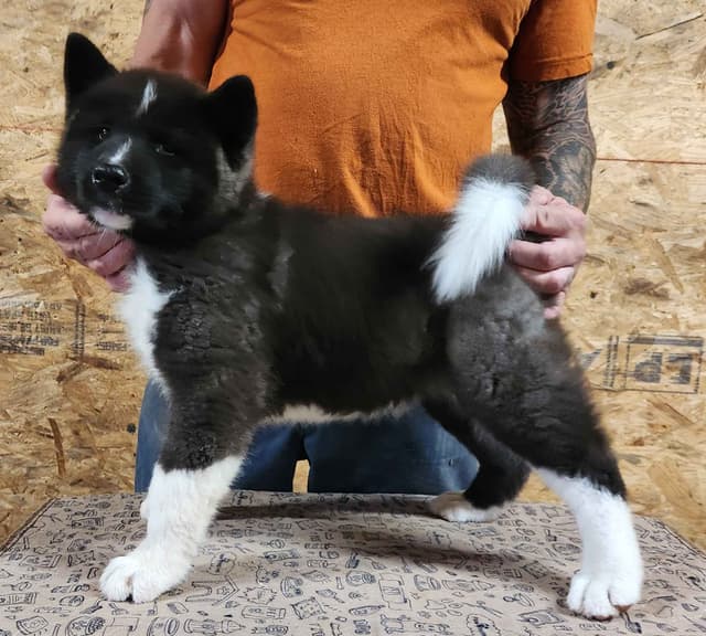 BLACK FEMALE AKITA PUP BORN 4-5-2026!!! media 2