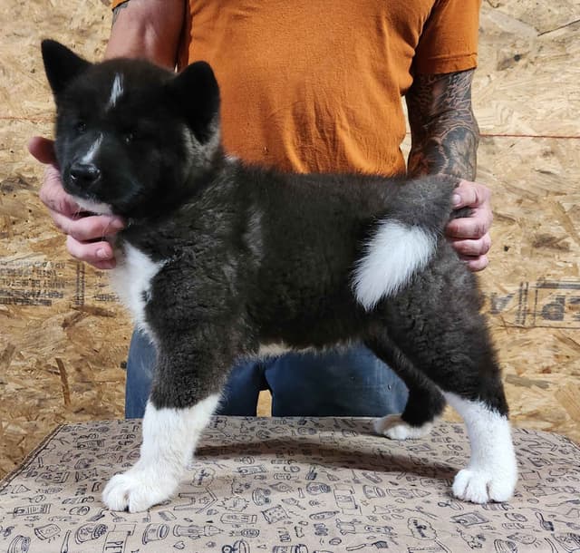 BLACK FEMALE AKITA PUP BORN 4-5-2026!!! media 4