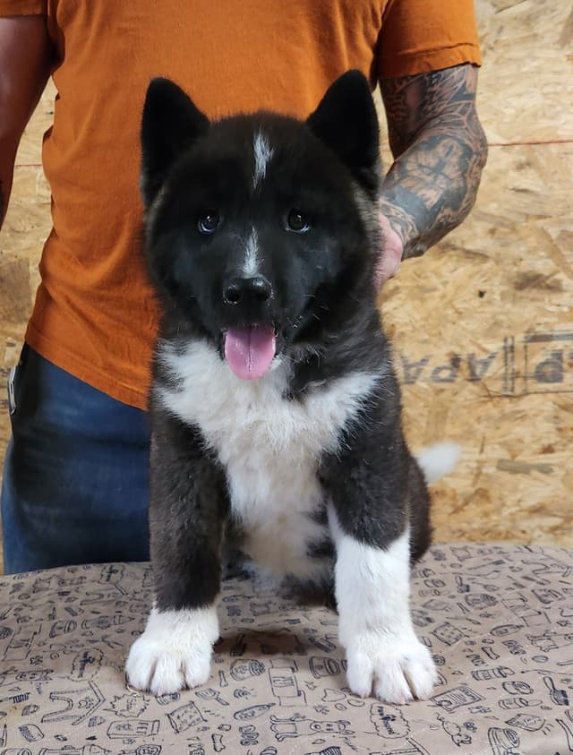 BLACK FEMALE AKITA PUP BORN 4-5-2026!!! media 3