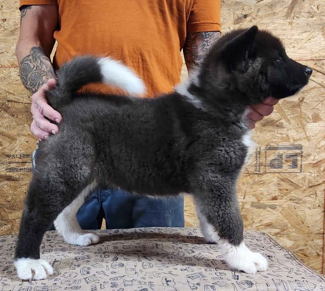 BLACK FEMALE AKITA PUP BORN 4-5-2026!!! media 5