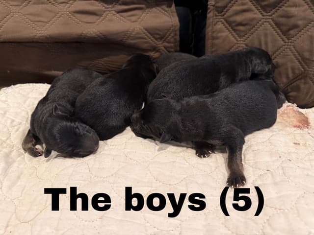 German Shepherd Dog Puppies media 2