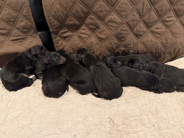 German Shepherd Dog Puppies media 3