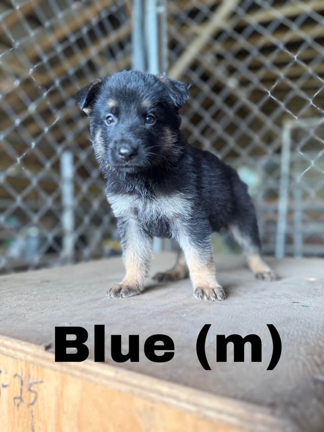 German Shepherd Dog Puppies media 4