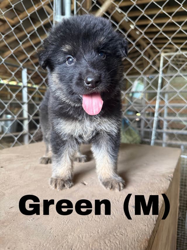 German Shepherd Dog Puppies media 5