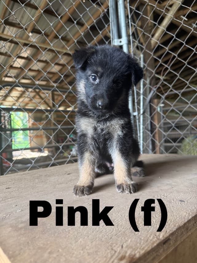 German Shepherd Dog Puppies media 10