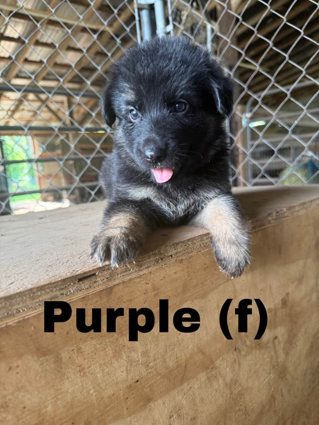 German Shepherd Dog Puppies media 7