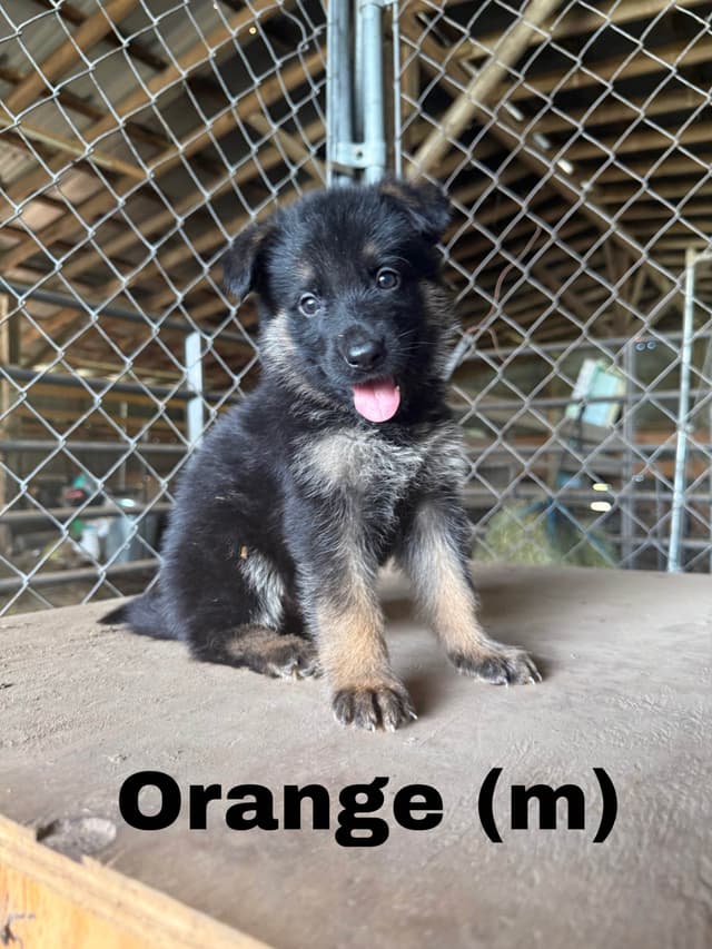 German Shepherd Dog Puppies media 8