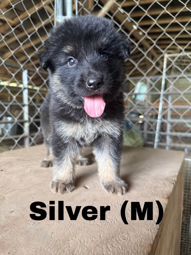 German Shepherd Dog Puppies media 9