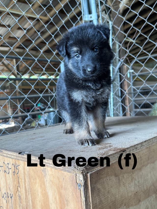German Shepherd Dog Puppies media 11