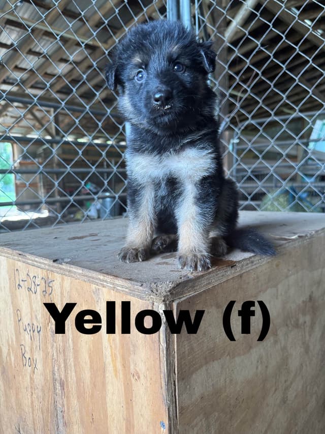 German Shepherd Dog Puppies media 12