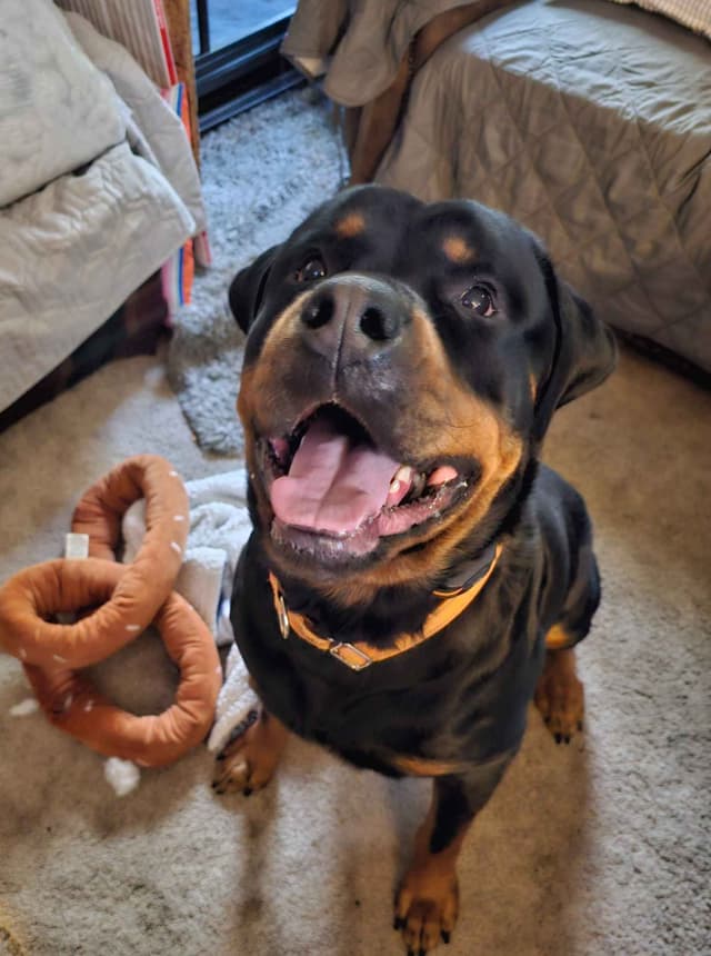 Rottweiler Puppies 1 Female left available media 2