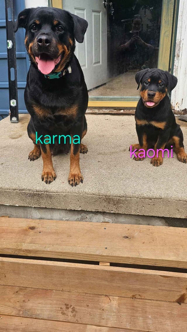 Rottweiler Puppies 1 Female left available media 3