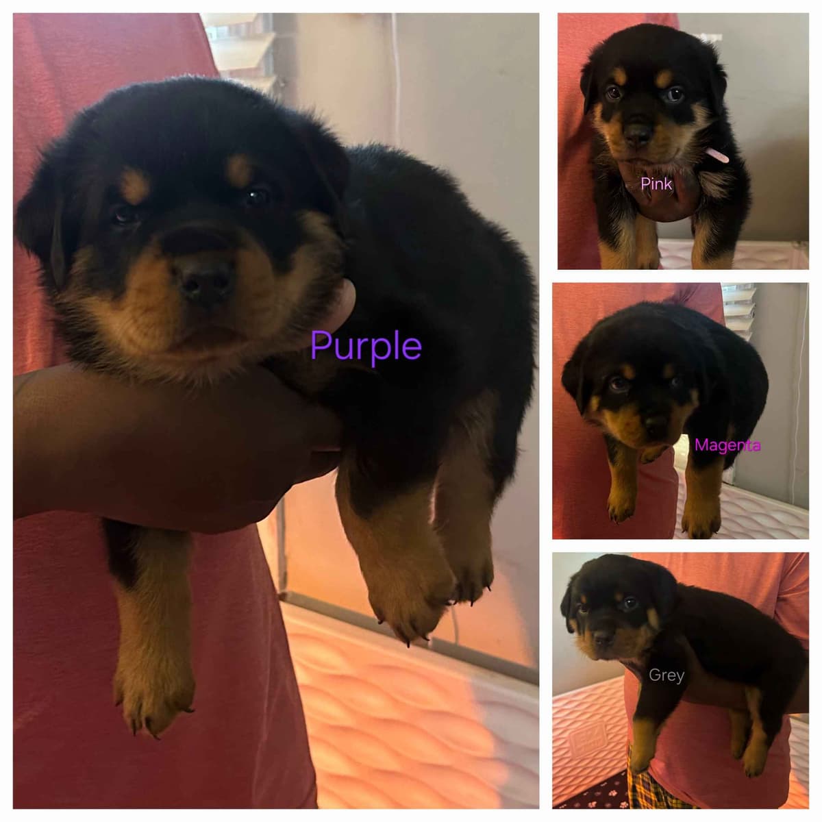 Rottweiler Puppies 1 Female left available breeder image 1