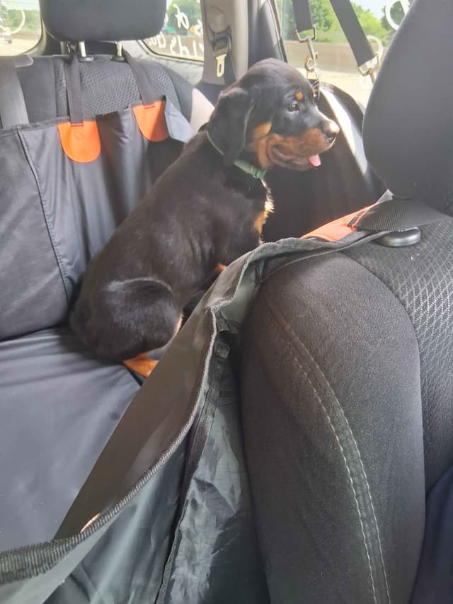 Rottweiler Puppies 1 Female left available media 4