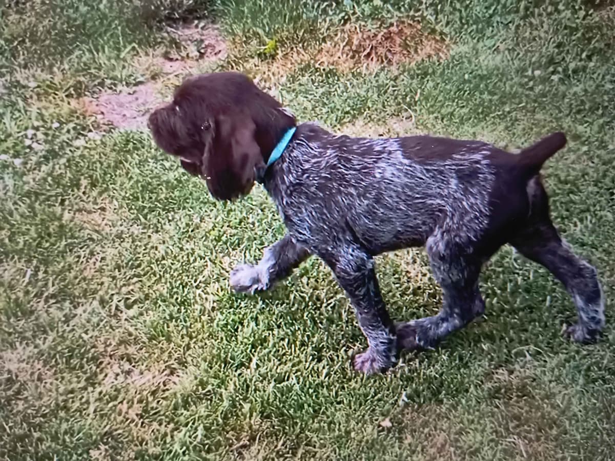 German Wirehaired Pointer Puppies breeder image 1