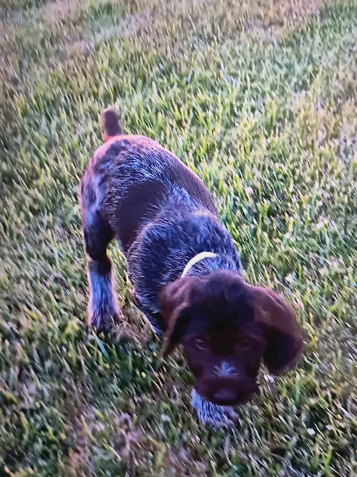 German Wirehaired Pointer Puppies breeder image 8