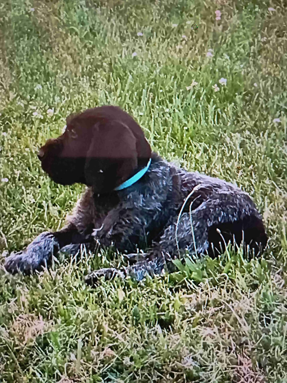 German Wirehaired Pointer Puppies breeder image 2