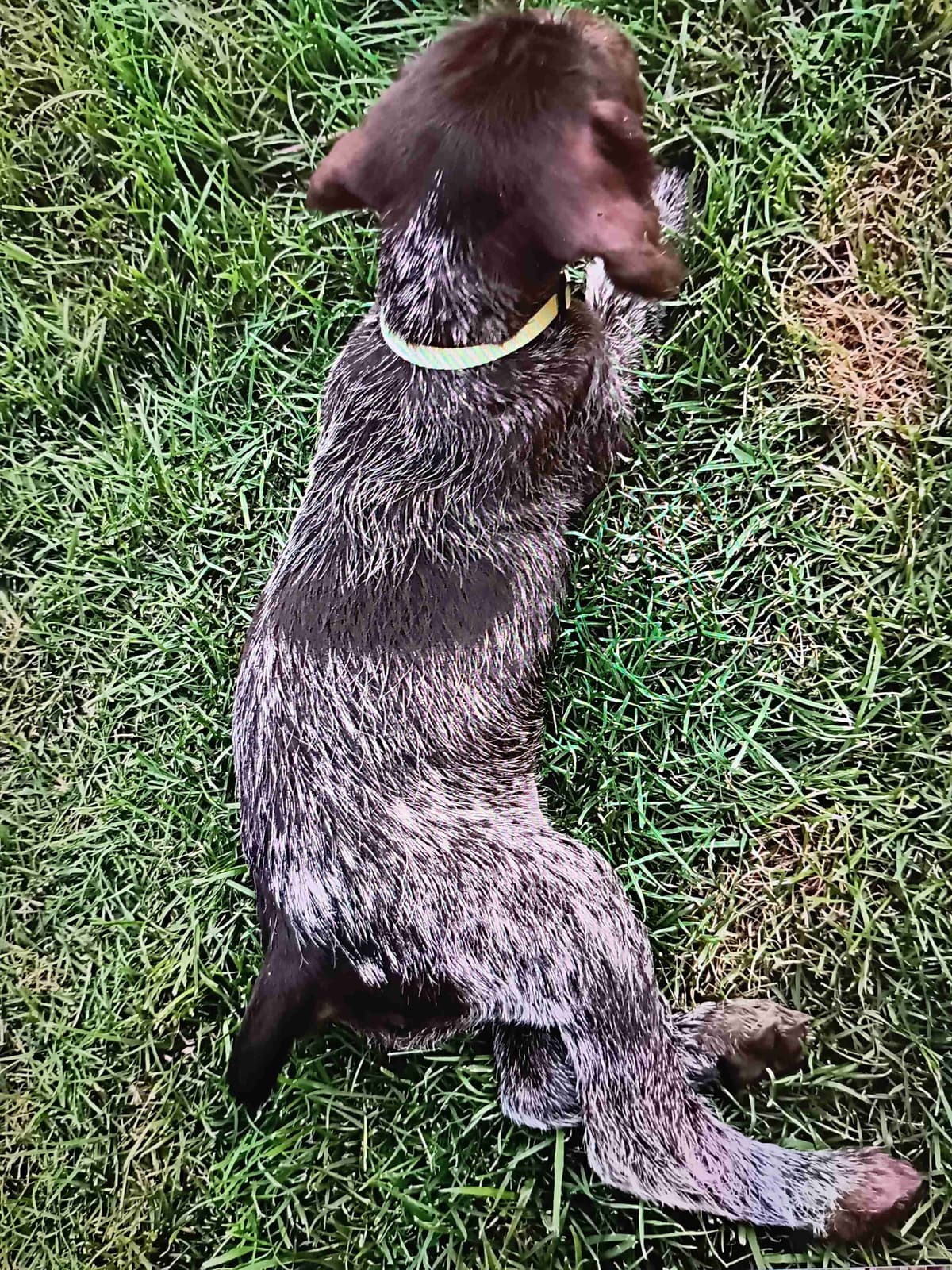 German Wirehaired Pointer Puppies breeder image 9