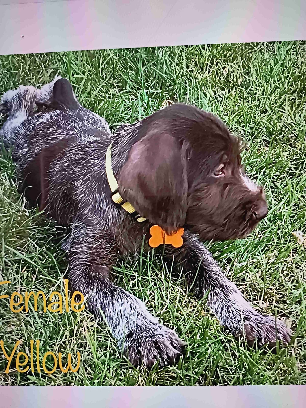 German Wirehaired Pointer Puppies breeder image 10