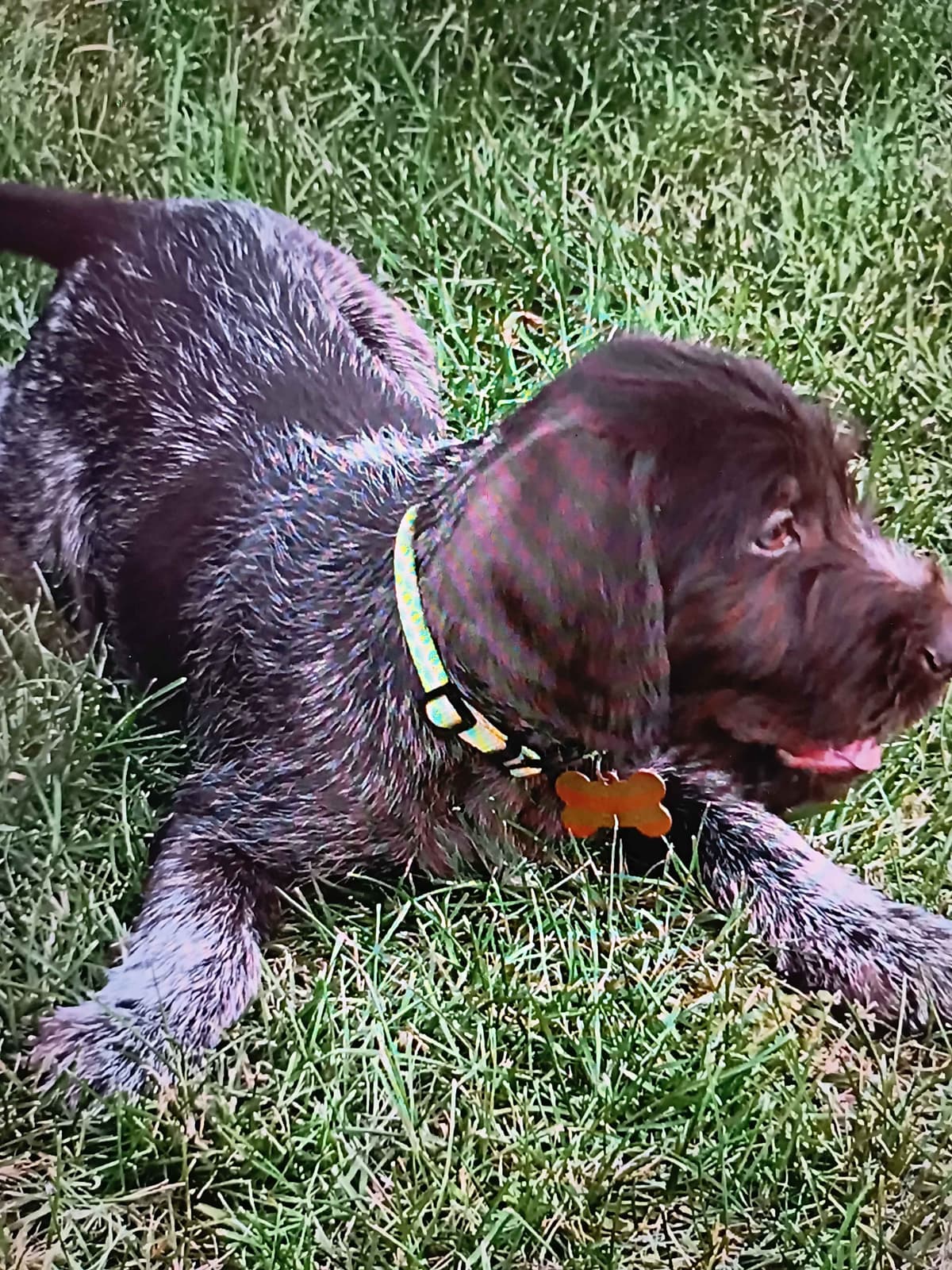 German Wirehaired Pointer Puppies breeder image 11