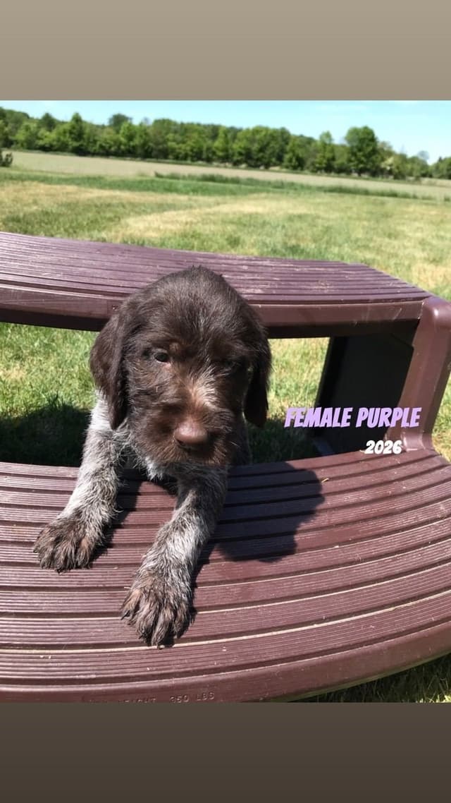 German Wirehaired Pointer Puppies media 2